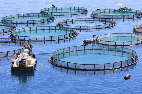 Fish farm. On the sea , #Sponsored, #Fish, #farm, #sea #ad Ikan Air Tawar, Fish Farm, Biodiversity Conservation, Aqua Culture, Aquatic Ecosystem, Fish Farming, Water Quality, Ocean Waves, Fresh Water