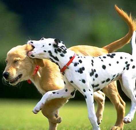 Dogs With Spots, Dog Spa, Multiple Dogs, What Dogs, Aggressive Dog, Dog Daycare, Cat Playing, Dog Park, Mans Best Friend