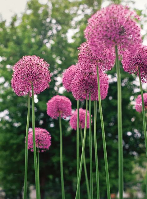 16 Pretty Allium Varieties to Add an Explosion of Color to Your Garden Allium Varieties, Allium Flowers, Tattoo Flowers, Wood Garden, Gardening Trends, Outdoor Paradise, Line Flower, Garden Maintenance, Wildlife Gardening