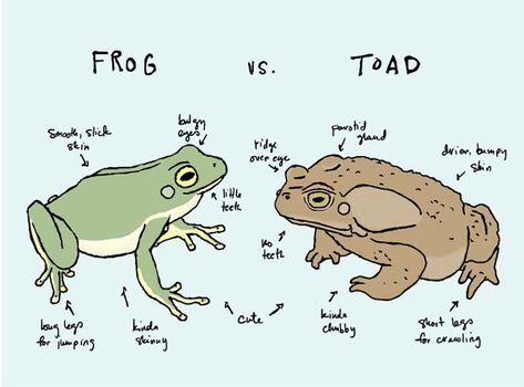 Frog Sketches, Comic Writing, Always Tell The Truth, Toad Frog, Arte Indie, Frog Pictures, Nature Projects, Frog Drawing, Frog Art