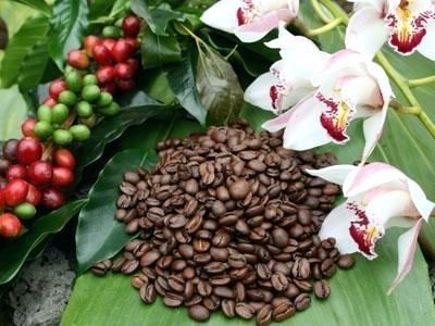 Hawaiian coffee has always been a prized and prestigious commodity. Then you have the best Kona coffee Hawaii produces, which is truly in a league of its own. It’s not an exaggeration to say that once you’ve experienced the best Kona coffee beans money can buy, you may never look at specialty coffee the same way again. #bestkonacoffeebeans   #bestkonacoffee #hawaiicoffeeblog   #coffeenews   #gourmetcoffee   #hawaiiancoffee   #hawaiiancoffeefarms   #Konacoffee   #specialtycoffee Kona Coffee Hawaii, Raw Coffee Beans, Hawaii Kona, Hawaiian Coffee, Expensive Coffee, Kona Coffee, Coffee Tree, Coffee Blog, Coffee Farm