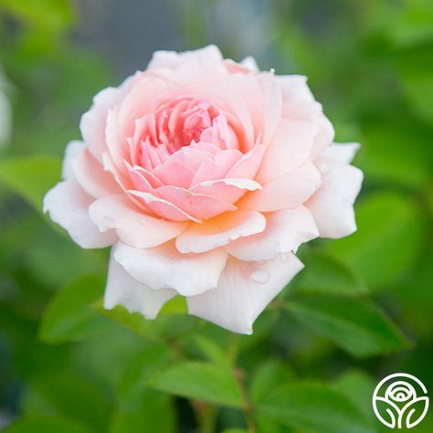 Quietness is a profusely blooming variety and one of Griffith Buck’s most lovely creations. Noted for her fully double, soft pink flowers with a rich center, she is reminiscent of the beautiful old Hybrid Tea rose 'Royal Highness.' With a long bloom period, Quietness is a robust, low-maintenance shrub rose with glossy, medium green foliage and excellent disease resistance. Tea Rose, Pink Garden Rose, Pink Rose Plant, Hybrid Tea Roses Care, Pink Xpression Roses, Romantic Antike Rose, Rose Flower Photos, Flowers For Mom, Heirloom Roses