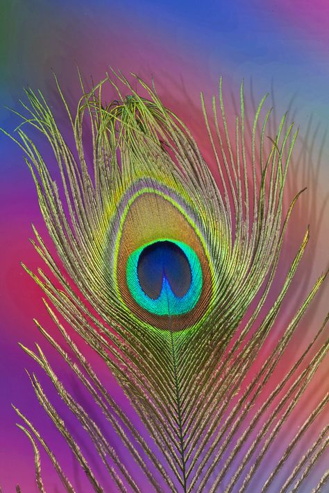 Single male Peacock Tail feather Morpich Image Wallpaper, Morpich Image, Krishna Logo, Sri Krishna Photos, Eye Markings, Peacock Colours, Peacocks Feathers, Colorful Portrait Photography, Peacock Feather Art