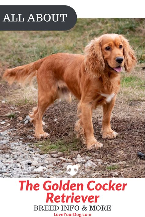 Cocker Spaniel Golden Retriever Mix Dogs, Cocker Spaniel Lab Mix Dogs, Golden Retriever Cocker Spaniel Mix Dogs, Spangold Retriever, Retriever Mix Dogs, Golden Spaniel, Cocker Retriever, Cocker Spaniel Golden, Golden Retriever Cocker Spaniel