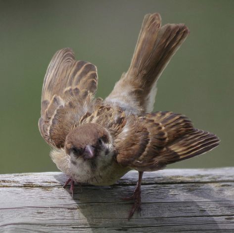 Small Bird Reference, Animal Poses Reference Photo, Bird Poses Reference, Dynamic Animal Poses Reference, Animal Drawing Reference Photo, Animal Pose Reference, Sparrow Reference, Animal Poses Reference, Bird Reference Photos