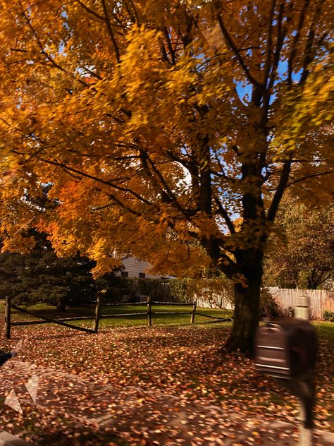 Leaves Aesthetic Fall, Fall Pictures Leaves, Summer Autumn Aesthetic, Stockholm Fall Aesthetic, Sunny Fall Aesthetic, Spooky Autumn Aesthetic, Fall Aesthetic Vibes, Light Fall Aesthetic, Autumn Aethstetic