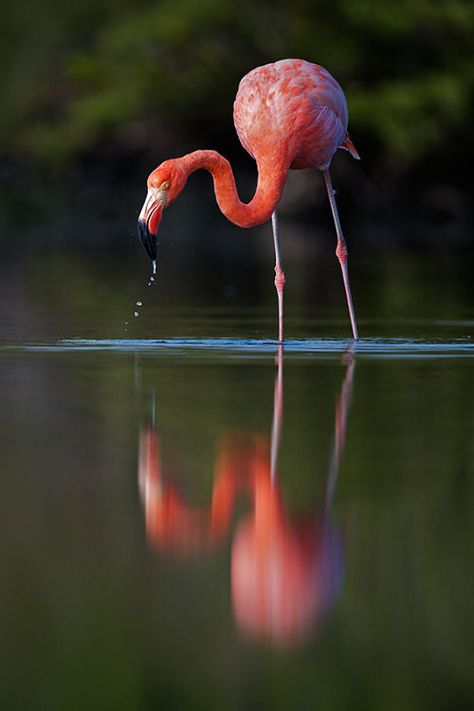 Greater Flamingo, Flamingo Ornament, Flamingo Bird, Flamingo Christmas, Pink Bird, Galapagos Islands, Direct Mail, Pretty Birds, Tour Operator