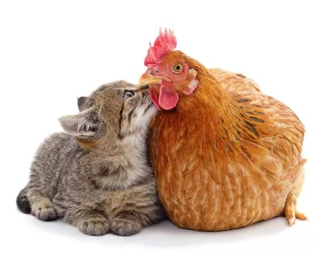 Cute Chicken Photos, Chicken Fursona, Beautiful Chickens, Flightless Bird, I Like Dogs, Cute Chickens, Hens And Chicks, Pet Chickens, Silly Animals