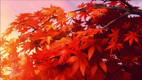 Autumn Gif, Falling Gif, Fall Anime, Red Maple Tree, Gif Background, Fall Banner, Japanese Maple Tree, Banner Gif, Orange Aesthetic