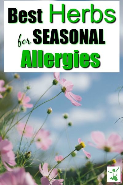 Best Herbs for Allergies (+ how to use them) | Healthy Home Economist Herbs For Allergies, Natural Allergy Relief, Home Remedies For Allergies, Wellness Ideas, Allergy Medicine, Natural Remedies For Migraines, Kids Allergies, Allergy Remedies, Healthy Herbs