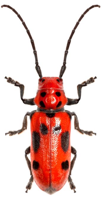 Horned Beetle, Red Insects, Red Bug, Longhorn Beetle, Cool Insects, Bug Collection, Beetle Insect, Cool Bugs, Beetle Bug