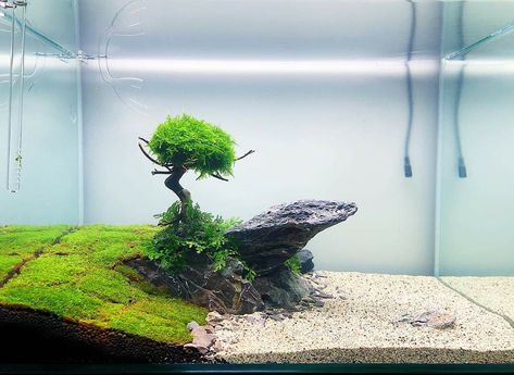 Aquascape Design Simple, Aquascape Bonsai, Cool Fish Tank Decorations, Aquascaping Ideas, Turtle Aquarium, Goldfish Aquarium, Miniature Zen Garden, Aquarium Sand, Freshwater Aquarium Plants