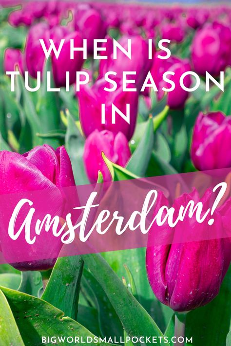 Want to know when tulip season in the Netherlands is in full flow? As well as the best time to visit & where to go? Here's all the info! | #tulip #amsterdamtravel #europetravel Tulip Season Netherlands, Tulip Festival Netherlands, Tulips In Amsterdam, Tulips Holland, Amsterdam Tulips, Tulip Season, Farm Visit, Visit Amsterdam, Tulip Festival