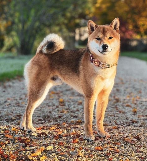 Hokkaido Dog, Yakutian Laika, Siberian Laika, Greenland Dog, Things Make Me Happy, Dog Types, Japan Hokkaido, American Akita, Akita Inu