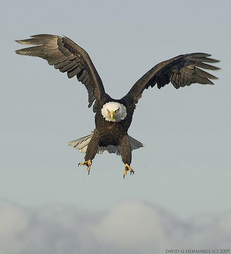 wings up | Flickr - Photo Sharing! David Hemmings, Aigle Royal, Bird Eagle, Raptors Bird, Eagle Drawing, Deer Photos, Eagle Wallpaper, Eagle Pictures, Eagle Tattoos