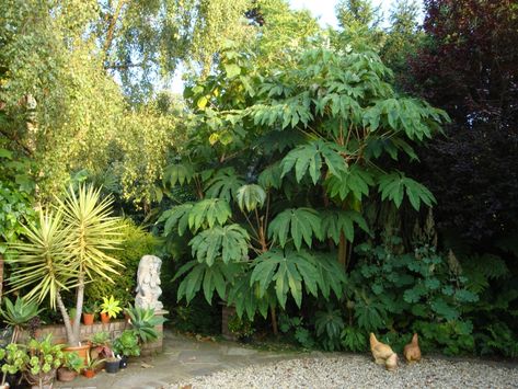 Rice paper plant (Tetrapanax papyriferus ‘Steroidal Giant’) – Home Tropicals