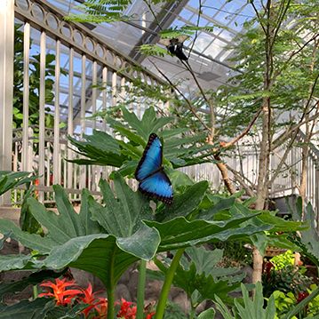 Butterfly Farm Aesthetic, Butterfly Greenhouse Aesthetic, Indoor Butterfly Garden, Butterfly Greenhouse, Butterfly Biosphere, Butterfly Museum, Butterfly Garden Art, Butterfly Exhibit, Greenhouse Cafe