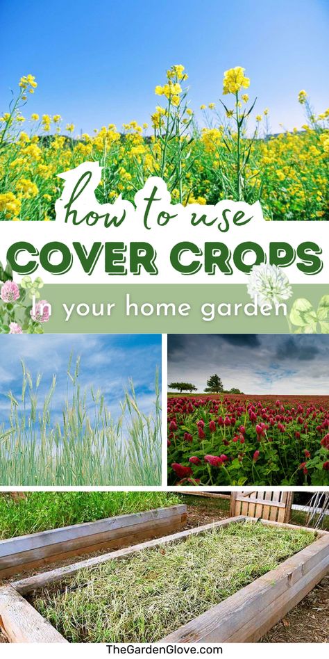 Unlock the secrets of fall and winter cover crops! Dive into our comprehensive guide to rejuvenate your garden, enrich your soil, and protect against erosion. Discover the best crops for your needs and learn expert tips on planting and management. Don't miss out on maximizing your garden's potential this season! Planting Bulbs In Spring, Cover Crops, Drought Tolerant Perennials, Winter Vegetables Gardening, Vegetable Harvest, Winter Crops, Small Vegetable Gardens, Growing Gardens, Fall Vegetables