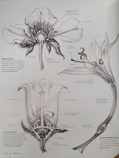 Flower Scientific Illustration, Scientific Sketches, Scientific Illustration Botanical, Flower Dissection, Botany Aesthetic, Plant Anatomy, Realistic Flower Drawing, Flower Anatomy, Botanical Science