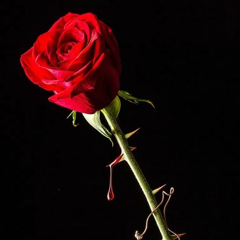 Rose With Thorns, Red Rose, Red