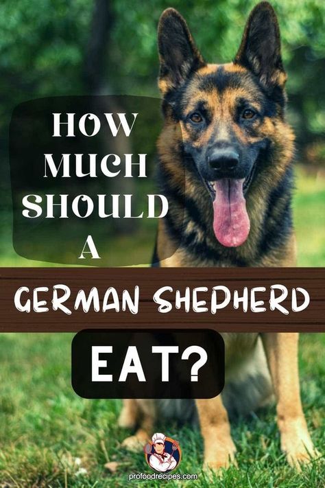 How Much Should a German Shepherd Eat a Day? German Shepherd Food, Natural Yogurt, Proper Nutrition, Shepherd Puppies, Dog Eating, German Shepherd Puppies, Sea Fish, German Shepherd Dogs, Types Of Food