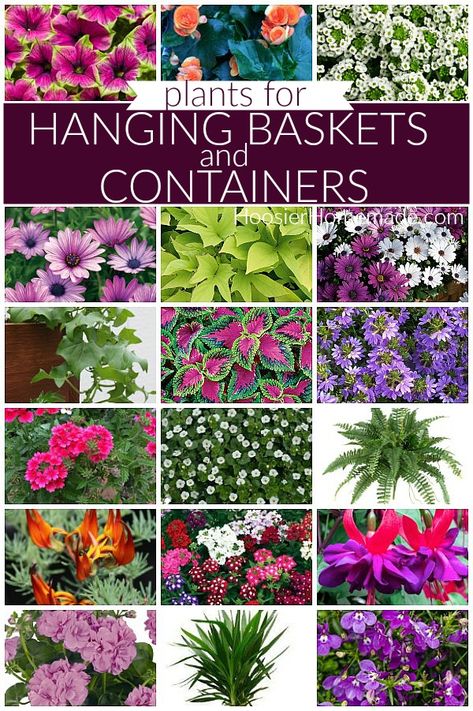 Planting In Containers Outdoor, Flowers That Hang Down, Porch Ferns Hanging Baskets, Hanging Outdoor Plants Patio, Hanging Potted Plants Outdoors, Petunia Hanging Basket Diy, Lobelia Hanging Basket, Large Scale Landscaping, Outdoor Basket Ideas