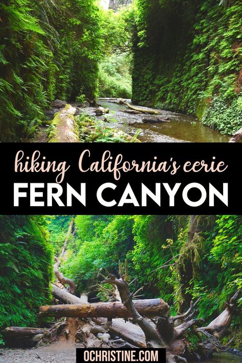 Hiking California's Eerie Fern Canyon | The Fern Canyon is one of the best hikes in Redwood National Park. Here are some of the tips on hiking the Fern Canyon in California. | Fern Canyon Hiking | Redwood national Park | California travel guide | Hiking in california. #ferncanyon #redwood #california #travel Fern Canyon California, Redwood California, Hiking In California, Humboldt County California, Fern Canyon, California Travel Guide, California Hikes, Redwood National Park, Humboldt County