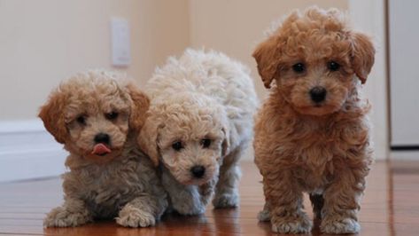 Bichon Poodle, Also known as a Poochon or a Bichpoo, is a designer dog that's created by crossing the Bichon Frise and the Poodle. Bichon Poodle mix is Poochon Dog, Bichon Poodle Mix, Poodle Mix Puppies, Dogs Stuff, Poodle Puppies, Mini Poodles, About Dogs, Poodle Mix, Dogs For Sale