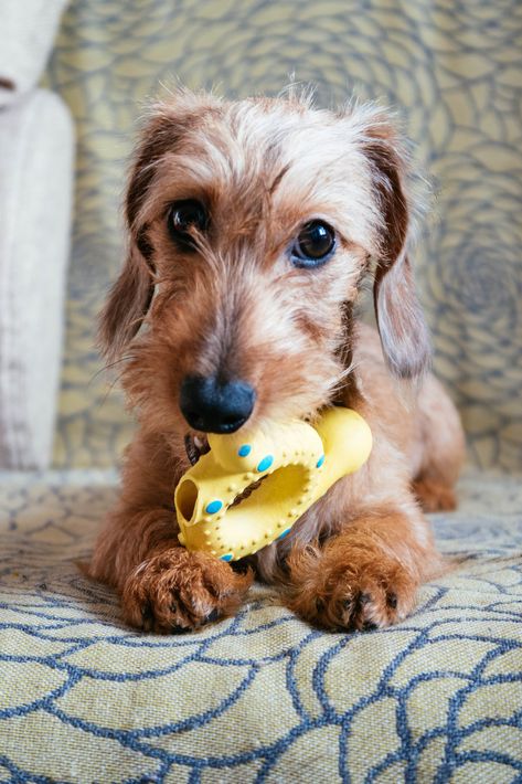 Miniature Wirehaired Dachshund, Wirehair Dachshund, Wirehaired Dachshund Puppy, Wirehaired Dachshund, Dachshund Training, Dachshund Puppy Miniature, Dapple Dachshund, Wire Haired Dachshund, Miniature Dachshund