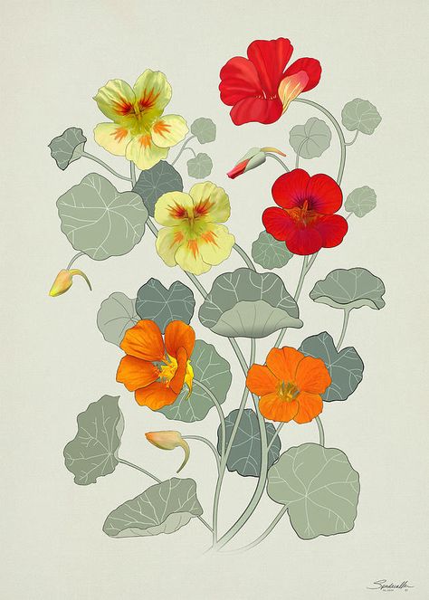 Nasturtium Flowers, Digital Flowers, Botanical Art, Pretty Flowers, Art Inspo, Art Drawings, Mural, Drawings, Flowers