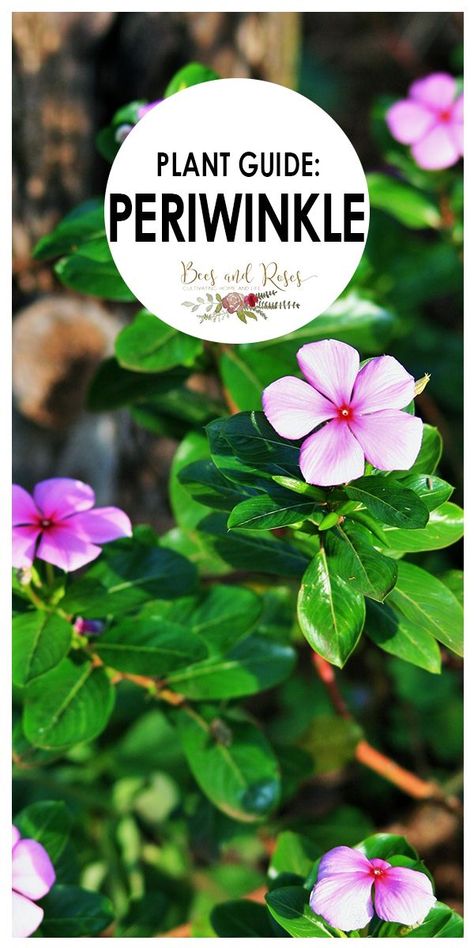 periwinkle | plant guide | plants | flowers | groundcover | groundcover flowers | myrtle herb #periwinkle #plantguide #plants #flowers #groundcover #groundcoverflowers #myrtleherb Groundcover Flowers, Ground Cover Flowers, Plant Placement, Periwinkle Plant, Suburban Homestead, Periwinkle Flowers, Ferns Garden, Indoor Flowering Plants, April Flowers