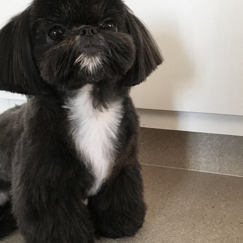 Black Shitzu Haircuts, Shih Tzu Cute Haircut, Black And White Shih Tzu Puppy, Shih Zhu Haircuts, Black Shih Tzu Puppy, Black Shih Tzu Grooming Styles, Shih Tzu Grooming Styles Short, Black Shitzu, Corte Shitzu