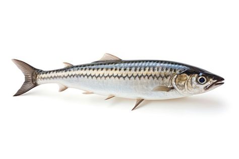 Mackerel fish seafood sardine animal.  | premium image by rawpixel.com Sardine Fish, Mackerel Fish, Homemade Fishing Lures, Fish Nature, Fish And Seafood, Fishing Lures, Free Image, Seafood, Tool Design