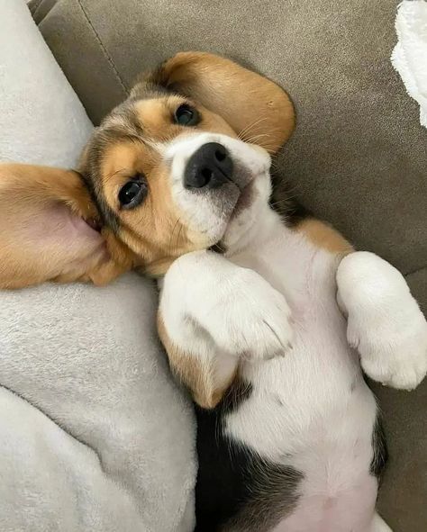 Beagle Dog Aesthetic, Beagle Puppy Aesthetic, Aesthetic Beagle, Begal Dogs, Beagle Aesthetics, Cute Beagle Puppies, Funny Beagles, Beagle Dog Puppies, Borzoi Aesthetic