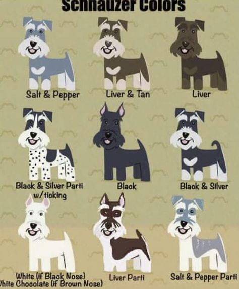 Schnauzer Colors, White Miniature Schnauzer, White Schnauzer, Black Schnauzer, Schnauzer Grooming, Schnauzer Art, Mini Schnauzer Puppies, Schnauzer Puppies, Miniature Schnauzer Puppies