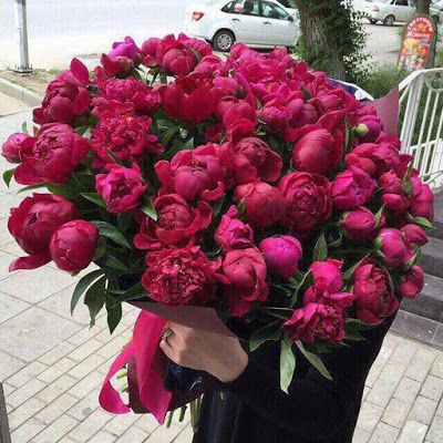 Huge Bouquet Of Flowers, Huge Bouquet, Bouquet Of Peonies, Peonies Bouquet, Beautiful Bouquet Of Flowers, Beautiful Flower Arrangements, Luxury Flowers, Bouquet Of Flowers, Gardening Supplies