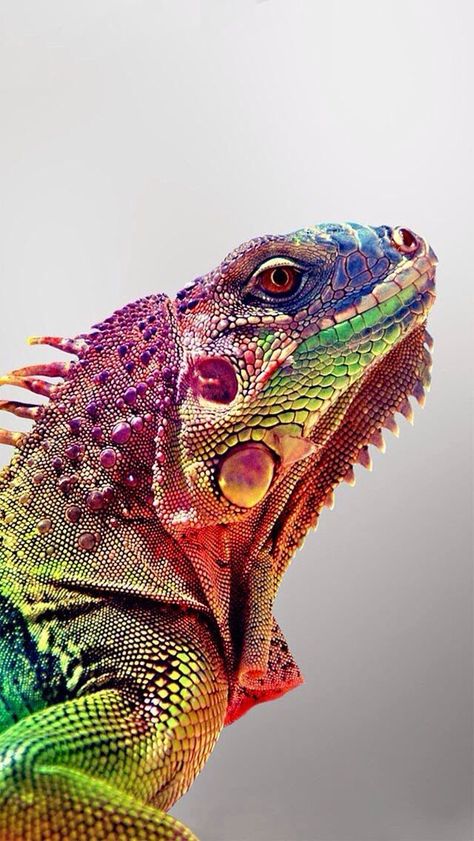 lizard | Very cool photo blog | Bloglovin’