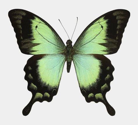 Butterfly Art Reference, Green Butterfly Drawing, Butterfly Aesthetic Collage, Green Butterfly Printable, Butterfly Images Printable, Green Butterfly Aesthetic, Green Butterfly Painting, Black And Green Butterfly, Dark Green Butterfly