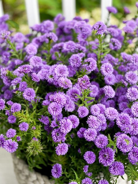 Stunning Asters: The Fall Flowers That Keep on Blooming - White Lilac Farmhouse Fall Outdoor Decorations, Butterfly Bush Care, Purple Mums, Light Purple Flowers, Grow Gorgeous, Air Plant Terrarium, White Lilac, Fall Planters, Sandy Soil