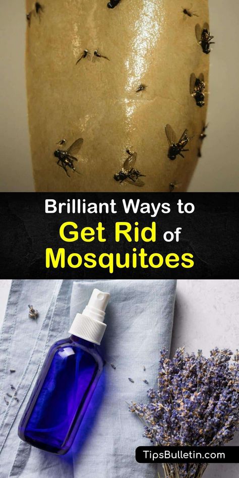 Learn how to get rid of mosquitoes around your home and prevent this insect from infesting your yard. Many plants work wonders at repelling mosquitoes, and it’s easy to make a mosquito trap with a two-liter bottle or an insect repellent with essential oil. #howto #getridof #mosquitoes Mosquito Repellent For Dogs, Indoor Mosquito Repellent, Mosquito Repellent Lotion, Mosquito Repellent Essential Oils, Insect Repellent Homemade, Mosquito Catcher, Repellent Diy, Mosquito Repellent Homemade, Diy Mosquito Repellent