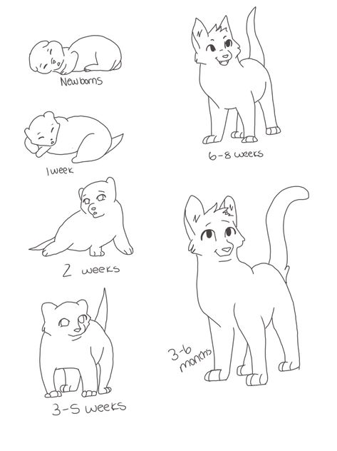 You try 🤗 Warrior Cat Memes, Draw Cats, Cat Drawing Tutorial, Warrior Cats Books, Cats Art Drawing, Kitten Drawing, Cat Anatomy, Cat References, Warrior Cats Fan Art