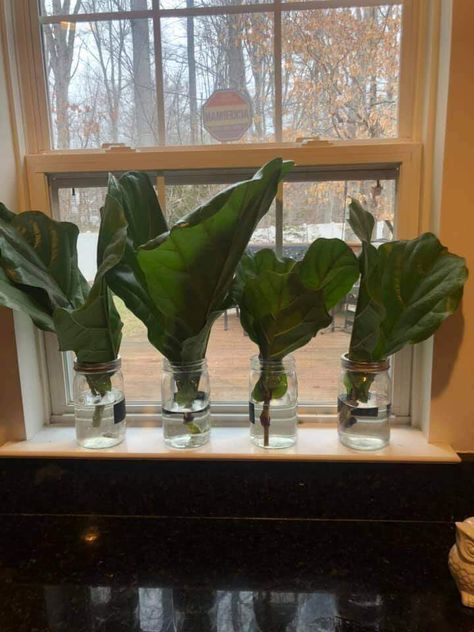 How to Propagate a Fiddle Leaf Fig in 5 Minutes Propagate Fiddle Leaf Fig, Fiddle Leaf Fig Propagation, Fig Propagation, Fig Tree Plant, Orchid Soil, Fiddle Fig Tree, Fiddle Leaf Fig Plant, Fig Plant, Bonsai Soil