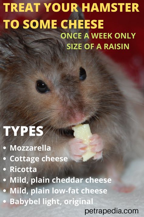 hamster eating cheese Food Hamsters Can Eat, What Hamsters Can Eat, Hamster Diet Syrian, Hamster Treat Recipes, Hamster Food Recipes, Hamster Food List, Diy Hamster Stuff, Hamster Care Tips, Diy Hamster Food