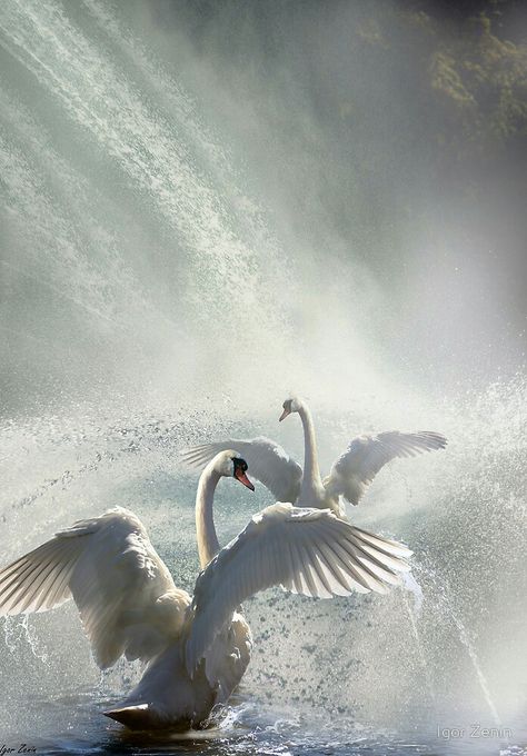 Swan Painting, Mute Swan, Swans Art, Beautiful Swan, Water Mist, World Water, White Swan, Swan Lake, Pretty Birds