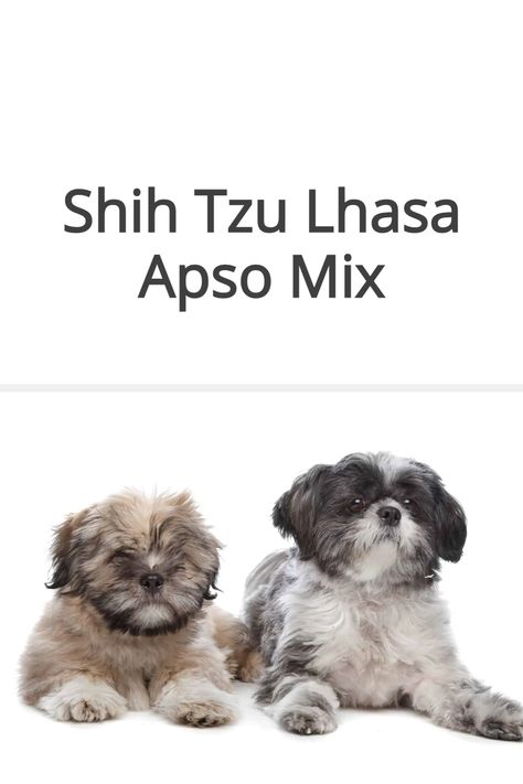 Shih Apso, Shih Tzu Mix, Cute Puns, Bear Bear, Dog People, Shih Tzu Dog, Lhasa Apso, Lhasa, Maltese