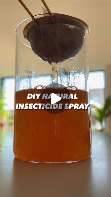 Armen Adamjan on Instagram: "Must-have for your garden / plants! 😲 Easy, natural and homemade 🤩🌱
.
.
.
.
#natural #insecticide #homemade #lifehacks #plantbased #organic #vegan #planttips #plantcare #upcycle #diy #howto" Diy Plant Insecticide, Barn Landscaping, Diy Bug Repellent, Creative Gardens, Pest Spray, Lithops Succulents, Creative Explained, Bug Repellant, Diy Bug Spray