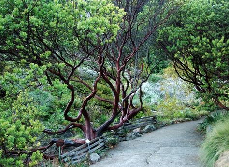 California Native Landscape, California Landscaping, Native Plant Landscape, California Native Garden, California Backyard, Manzanita Tree, California Plants, Low Water Gardening, Hillside Garden