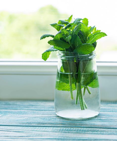 How To Store Mint and Keep It Fresh Using Fresh Mint, Common Cold Symptoms, Drying Mint Leaves, Peach Sangria, Watermelon Mint, Cold Symptoms, Sugar Intake, Steeped Tea, Fresh Mint Leaves