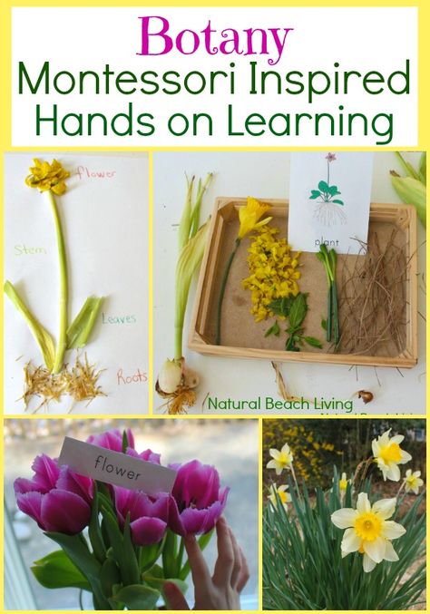 Montessori Inspired Botany for kids, Hands on Learning, Science, Gardening, Botany Printables, Plant lessons, Natural Learning, www.naturalbeachliving.com Flower Activities For Kids, Montessori Botany, Botany Lessons, Plant Lessons, Gardening With Kids, Growth Books, Natural Learning, Kids Giveaway, Montessori Science