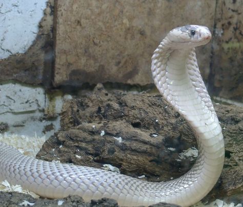 White Cobra. Melanistic Animals, King Cobra Snake, Snake Photos, Snake Wallpaper, Cobra Snake, Beautiful Snakes, Snake Art, Snake Venom, Reptile Snakes